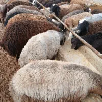 بره چاق جهت کشتار