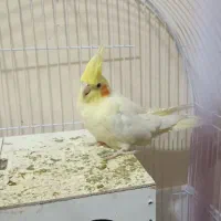 عروس هلندی زعفرانی|پرنده|مشهد, شهرک مهرگان|دیوار