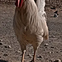 خروس فروشی|حیوانات مزرعه|گلپایگان, |دیوار