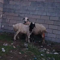 بز میش|حیوانات مزرعه|دزفول, |دیوار