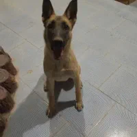 سگ مالینیوز