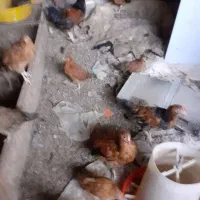 مرغ خروس ۶ ماهه|حیوانات مزرعه|مشهد, امیرآباد|دیوار