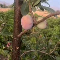 زمین کشاورزی و آب