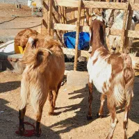 گوسفند پاکستانی گلابی و بز پاکستانی گلابی ونری|حیوانات مزرعه|کرمان, |دیوار