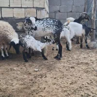 گیسه وبره وبز