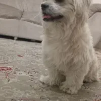 سگ پاکوتاه ماده