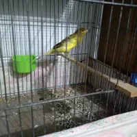 قناری نر ماده جوجه|پرنده|اسلامشهر, شهرک امام حسین (میان آباد)|دیوار