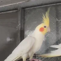 عروس هلندی نر و ماده دستی و نیمه دستی بالغ|پرنده|لار, |دیوار