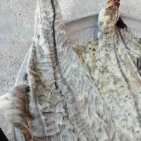 خیک روغنی 2عدد
