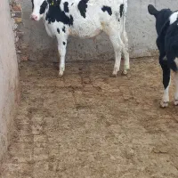 فروش گوساله شیر گرفته و گوساله شیر خوار