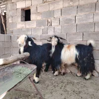 دبر