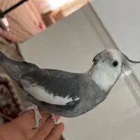 عروس هلندی