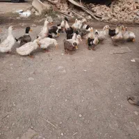 اردک درشت|حیوانات مزرعه|آبسرد, |دیوار