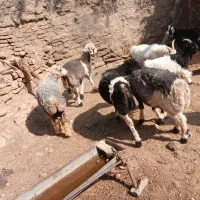 ۱۱۱|حیوانات مزرعه|مسجد سلیمان, |دیوار