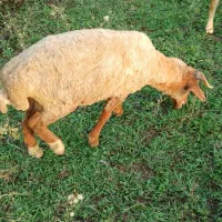 گوسفندنر