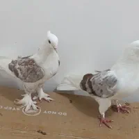 کبوتر ملاقی ساعتی و پلاکی