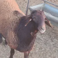 مرکز اصلاح نژاد دام سبک کمالشهر