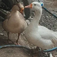 2 عدد غاز و 1 عدد قوغاز سالم وسرحال هیکلی درکل3عدد