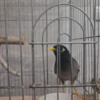 مرغ مینا|پرنده|قزوین, |دیوار