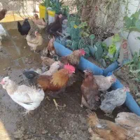 مرغ محلی وخروس محلی اصل