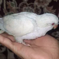 جوجه راهب سفید