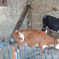 یک عدد گاو بادوتا گوساله|حیوانات مزرعه|اهواز, جانبازان|دیوار