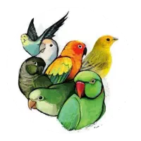 قناری نر شور بلند و موزاییکی