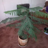 کاج مطبق سالم و زیبا