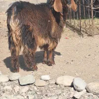 کهر نر|حیوانات مزرعه|جیرفت, |دیوار