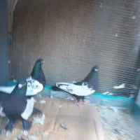 کبوتر|پرنده|تبریز, |دیوار