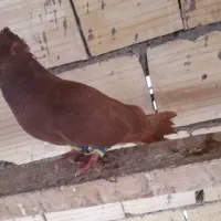 صرب سرخ ابادانی|پرنده|شیراز, شهرک مهرگان|دیوار