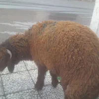 فروش گوشت بره و گوساله|خوردنی و آشامیدنی|اهواز, منبع اب|دیوار