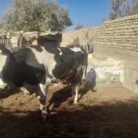 گاو و گو ساله