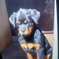 توله سگ روتوایلر فروشی 3تا واکسن خورده یه|سگ|سبزوار, شهرک صنعتی خاوران|دیوار