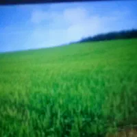 اجاره-زمین-کشاورزی-آبی-جهت-کشت-بهاره