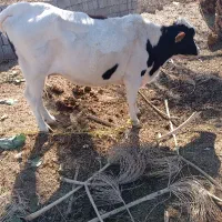 گاو|حیوانات مزرعه|رودخانه, |دیوار