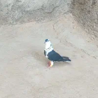 ساده‌سیاه‌امری|پرنده|رضویه, |دیوار