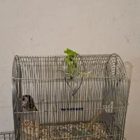 سهره ماده سهره خاکی|پرنده|کرمانشاه, |دیوار