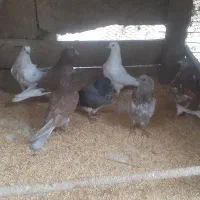 ۸عدد جوجه بوم ندیده و۷عدد کهنه|پرنده|رشت, یخسازی|دیوار