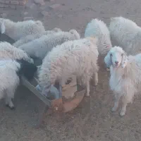 کهره کورکی محلی فروشی