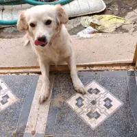 سگ پا کوتاه ماده