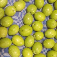 زیتون کنسروی درجه یک درشت فاضل آباد آزادشهر|خوردنی و آشامیدنی|آزادشهر, |دیوار