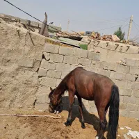 حیوانات|حیوانات مزرعه|هیرمند, |دیوار