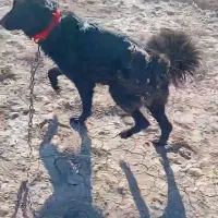 واگذاری سگ گله ای دهن پاک