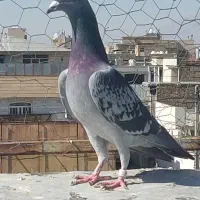 پلاکی ماده|پرنده|مرودشت, ابوذر شمالی‎|دیوار