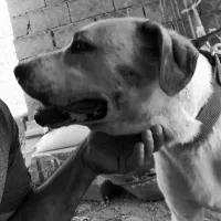 سگ عراقی ۳ساله گم شده|حیوانات|شبستر, |دیوار