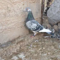 کفتر مسافتی و شناسنامه دار|پرنده|شیراز, رحمت‌آباد|دیوار