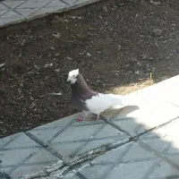 کبوتر طوقی|پرنده|فسا, |دیوار