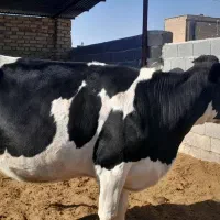 ۲ رس تلیسه ۷ ماه نیم قیمت ۳۳۰|حیوانات مزرعه|مرودشت, تخت جمشید|دیوار