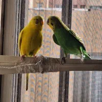 یک جفت مرغ عشق